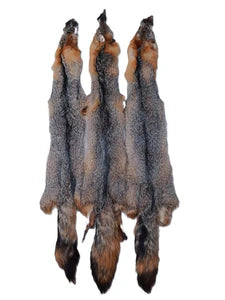 Grey fox