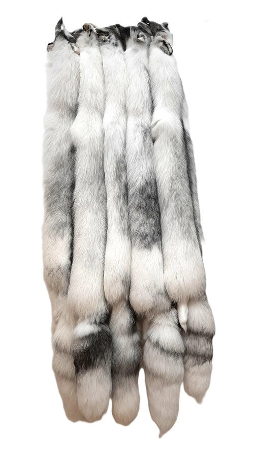 Renard arctique marbre