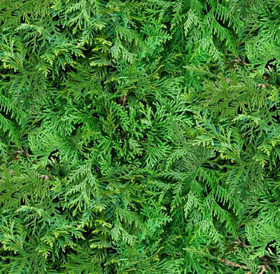 Cedar 607 - Green 100% Cotton Designer