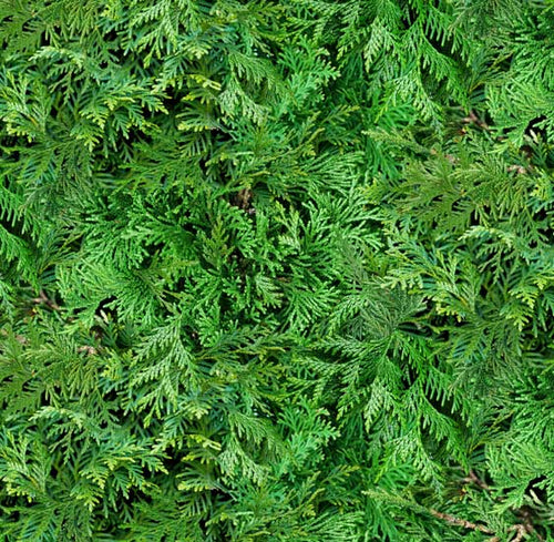 Cedar 607 - Green 100% Cotton Designer
