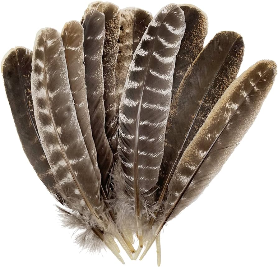 Plumes D'aile De Dinde Sauvage De L'Est – 10-14 Pouces – Lot De 20