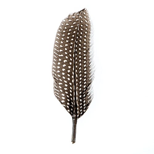 10 pcs - Plumes de Pintade · 6 à 9 pouces