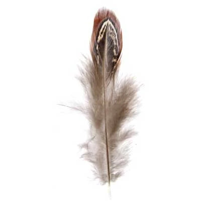 Pheasant Feathers · 2 to 4 inches
