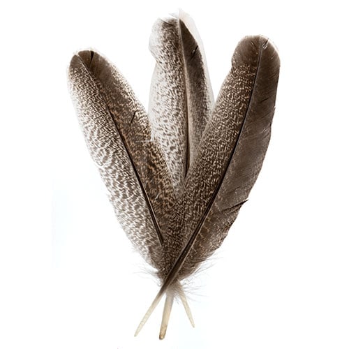 Feathers Imitation Bald Tail Eagle - 8-12in / 10pcs