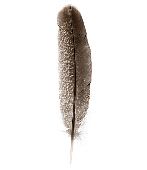 Feathers Imitation Bald Tail Eagle - 8-12in / 10pcs
