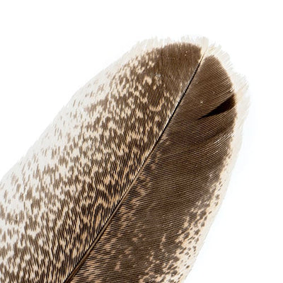 Feathers Imitation Bald Tail Eagle - 8-12in / 10pcs