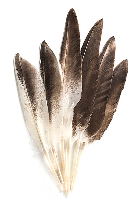 Duck Wing Feathers / 150g