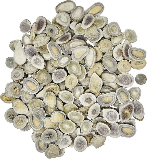 Undrilled deer antler button approx. 1in - Sold individually