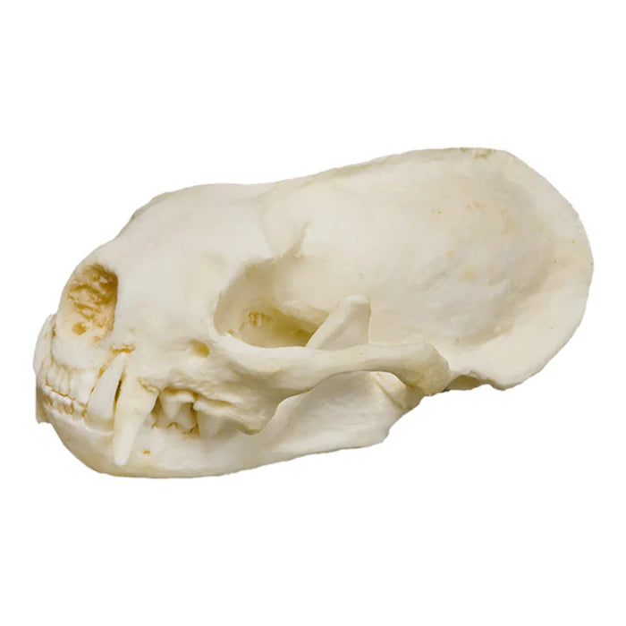 Various animal bleached skulls