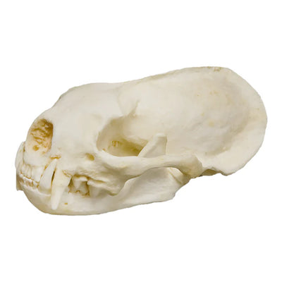 Various animal bleached skulls