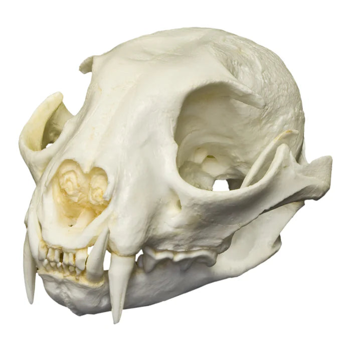 Various animal bleached skulls