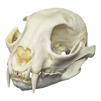 Various animal bleached skulls