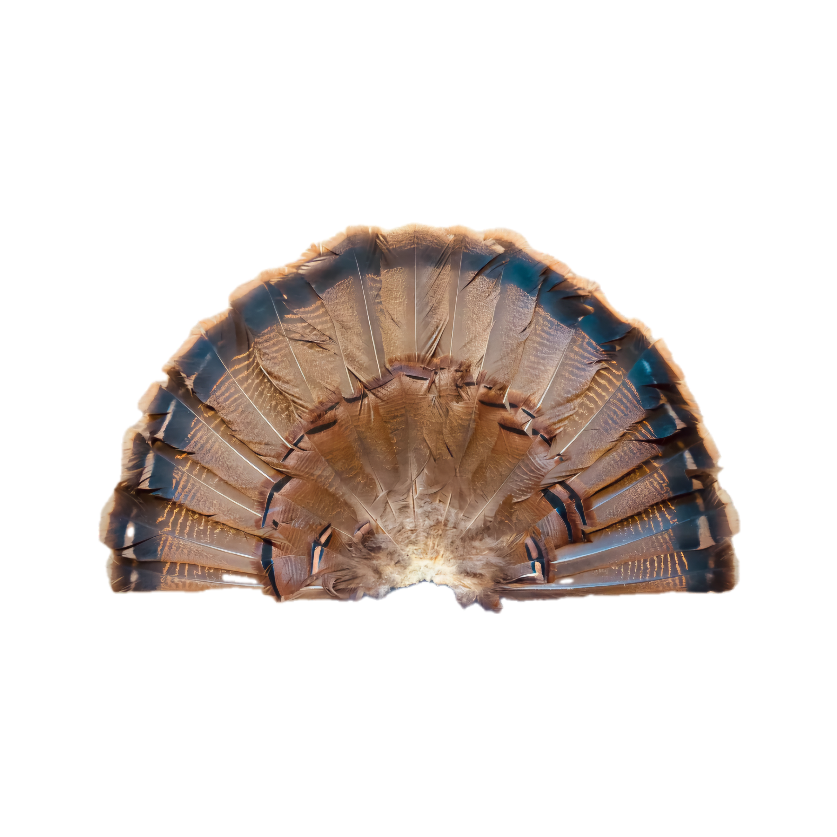 Plumes De Queue De Dinde Sauvage Merriam, Multicolores, Pour Chignons, Arts Et Artisanat, TBUN5