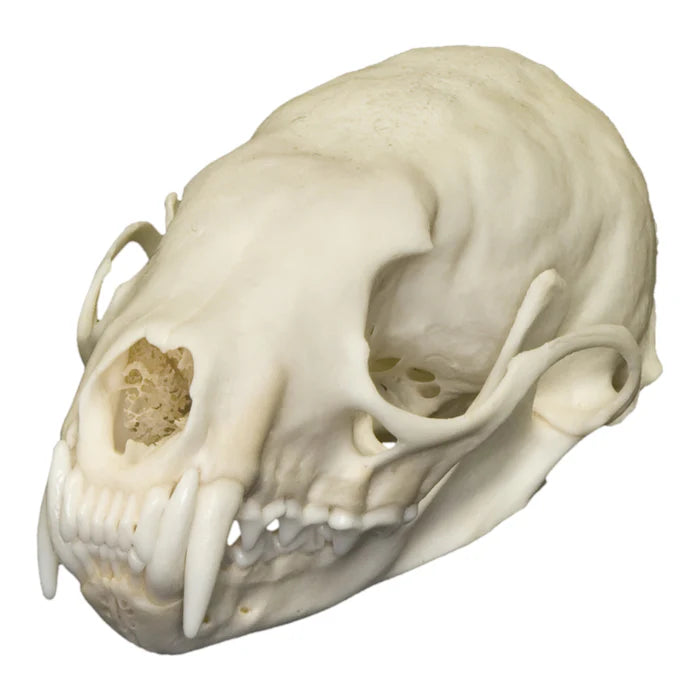 Various animal bleached skulls