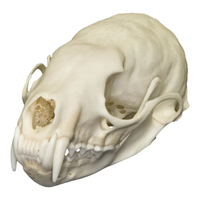 Various animal bleached skulls