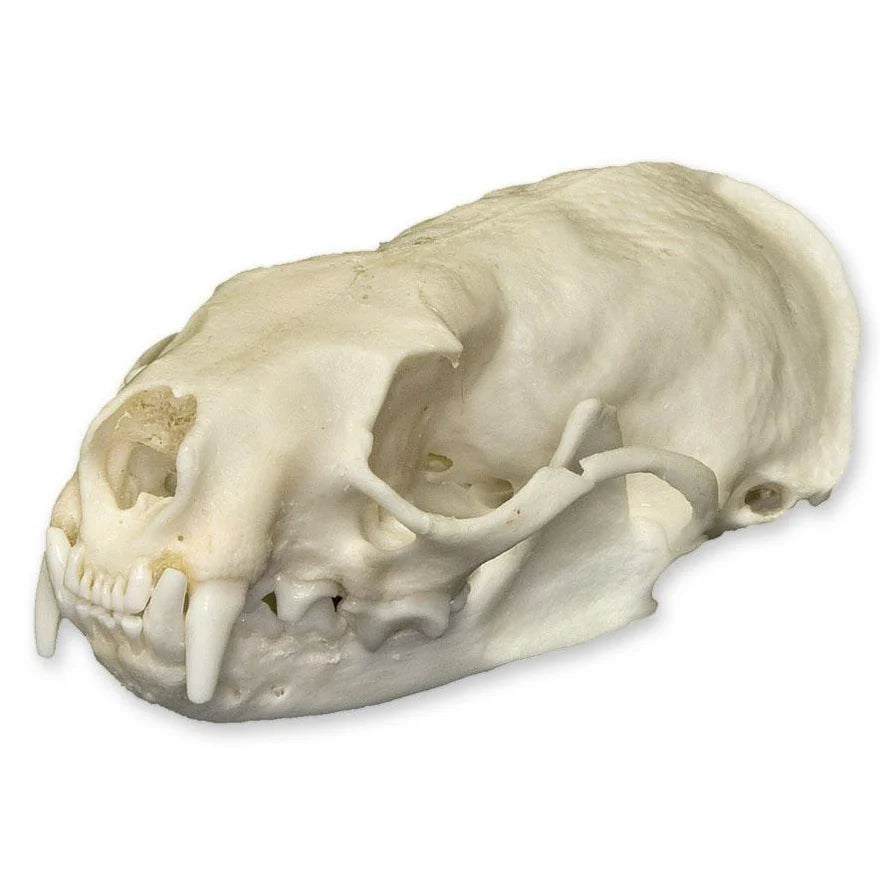 Various animal bleached skulls