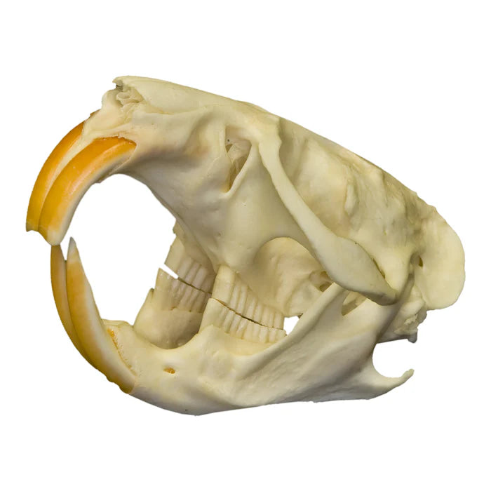 Various animal bleached skulls