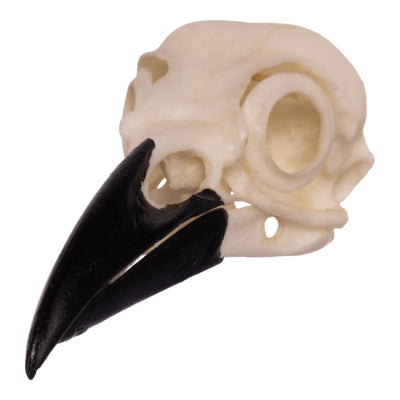 Various animal bleached skulls