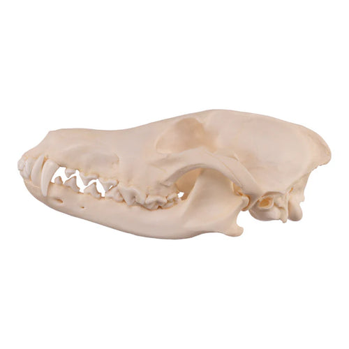 Various animal bleached skulls