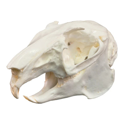Various animal bleached skulls