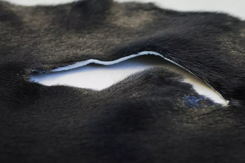 Dyed Harp Seal Black - Grade II