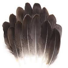 Wild Feathers · Varied selection sold by the gram