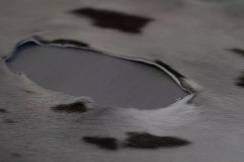 Harp Seal - Grade I