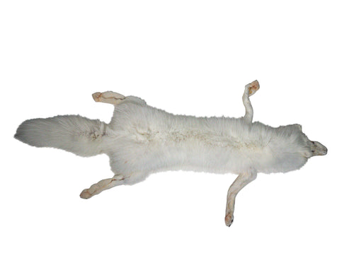 Arctic fox natural