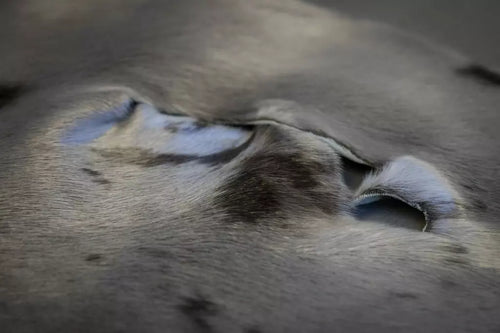 Dyed Harp Seal Steel - Grade I
