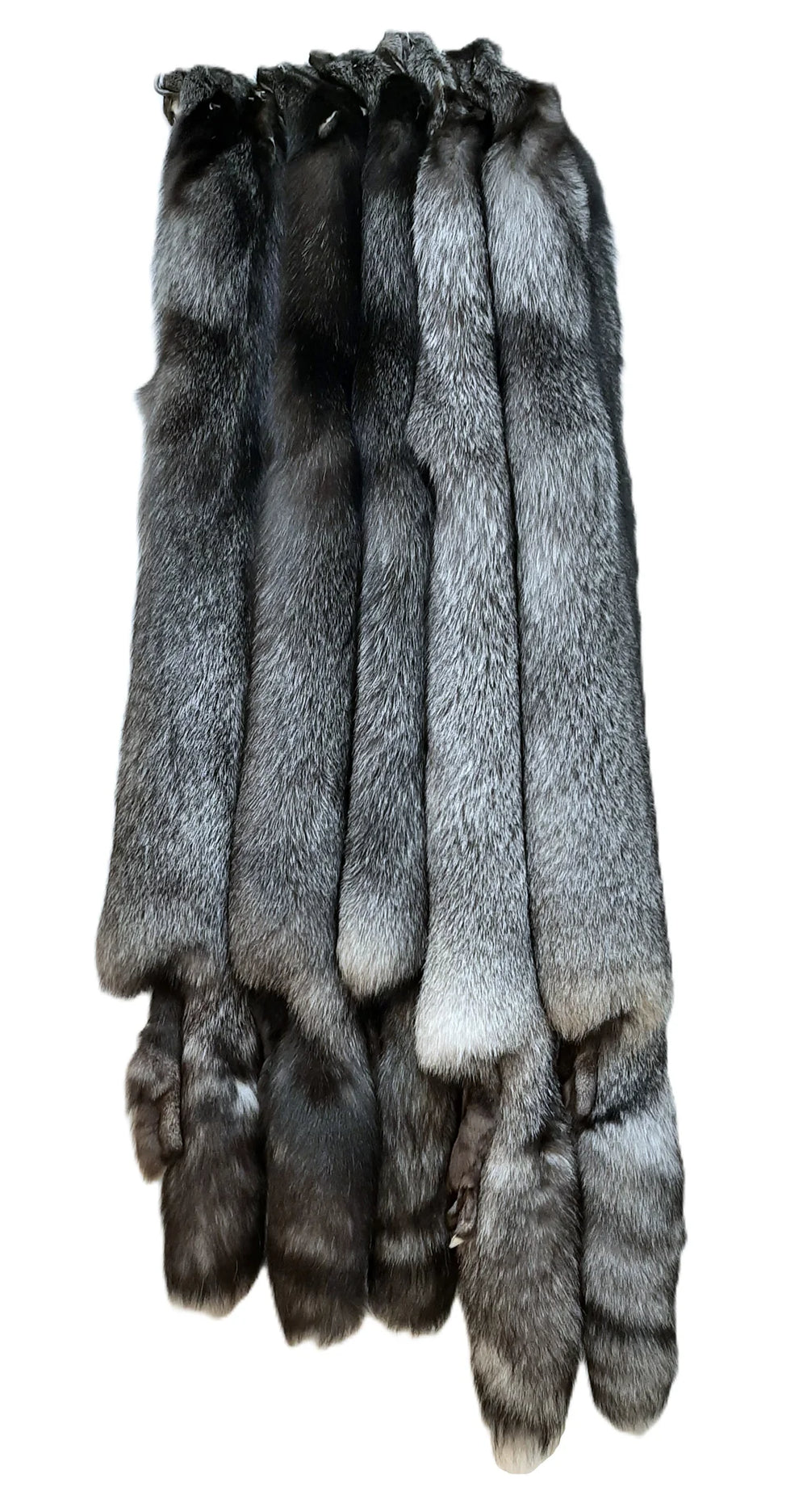 Indigo fox