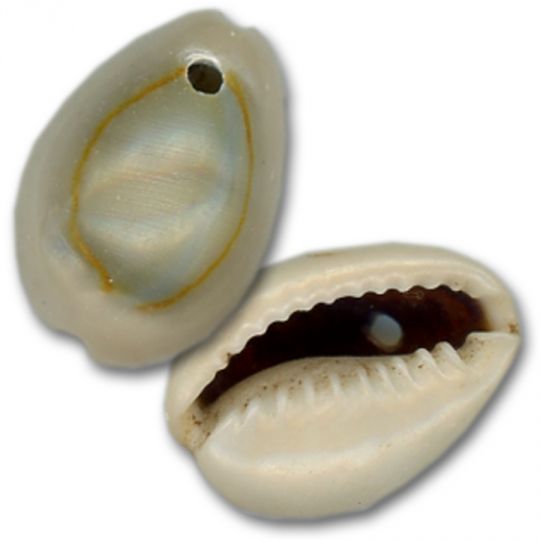 Ringtop Cowrie Shell Natural - Drilled