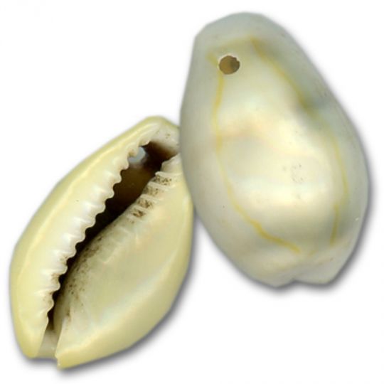 Money Cowrie Drilled