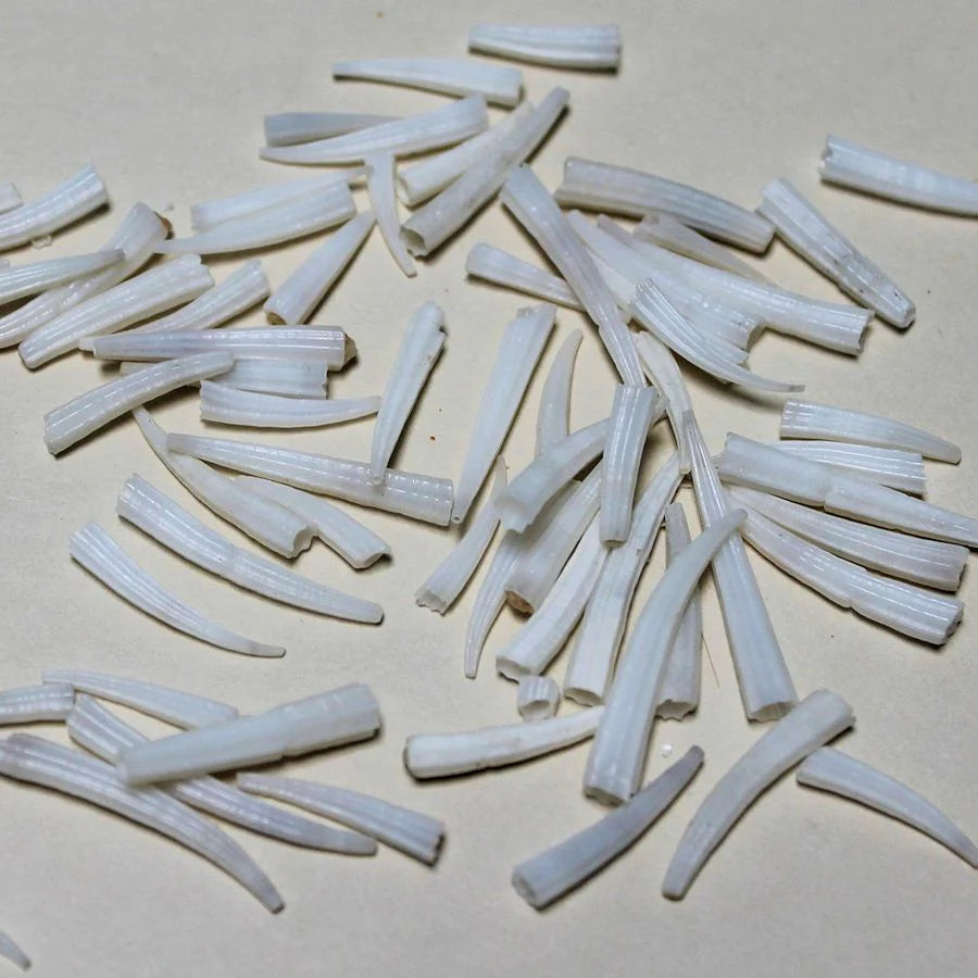 100pcs - Coquillage dentalium strié - 0.75 à 1 po