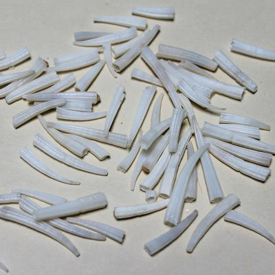 100pcs - Coquillage dentalium strié - 0.75 à 1 po