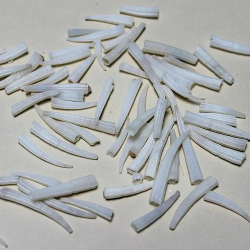 100pcs - Coquillage dentalium strié - 0.75 à 1 po
