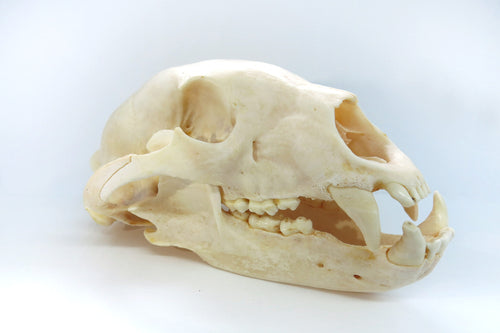 Black Bear Skull