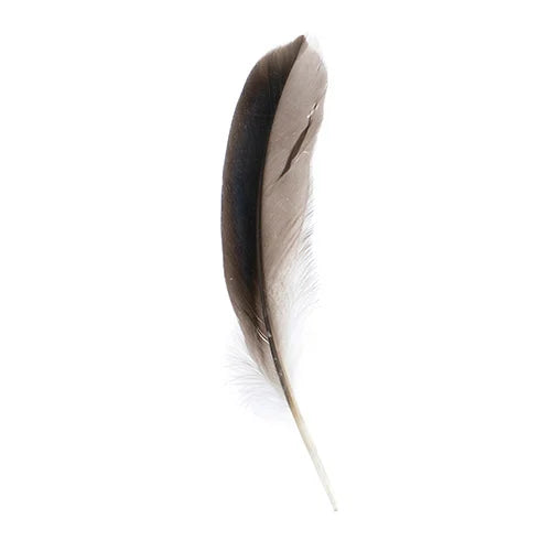 10 pcs - Mallard Duck Feathers 5-6 inches