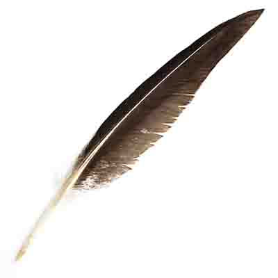 Plumes d'ailes de canard / 150g