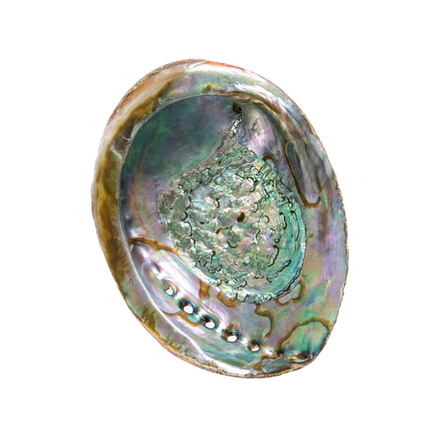Abalone Shell • 4.5-4.5 in