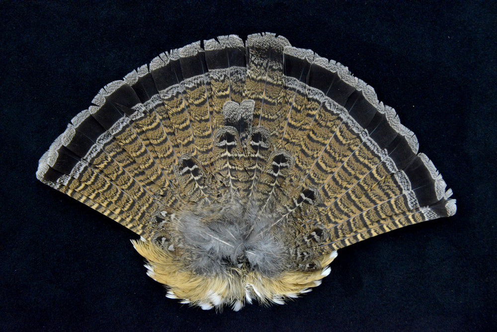 Plume de queue de perdrix · 6-8 pouces