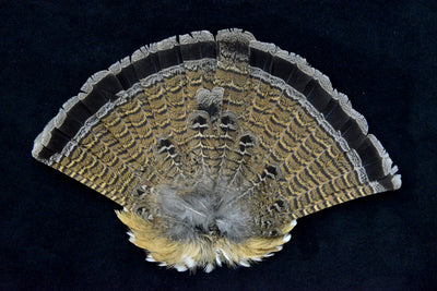 Plume de queue de perdrix · 6-8 pouces