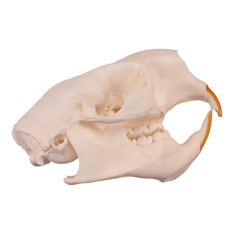 Various animal bleached skulls