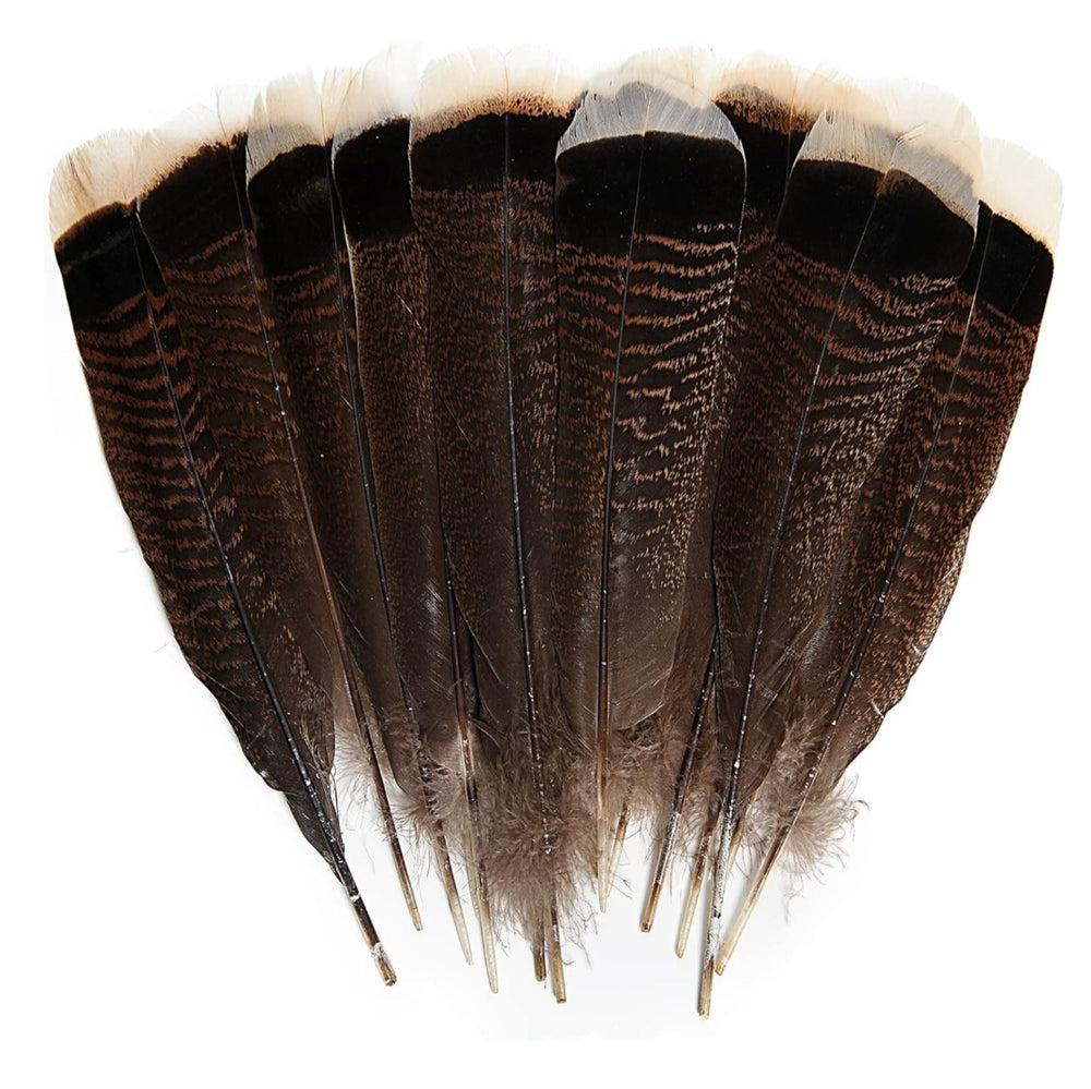 Wild Turkey Tail Feather / 15 - 17 in