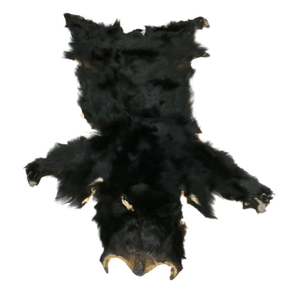 Ours Noir / Grade B