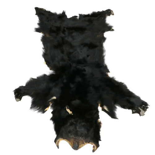 Ours Noir / Grade B