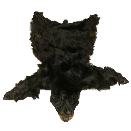 Ours noir
