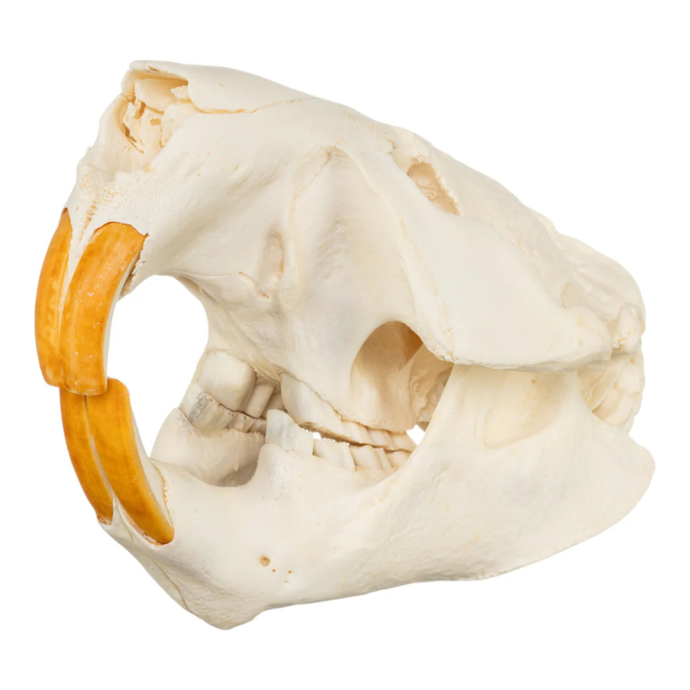 Crânes blanchis d'animaux divers