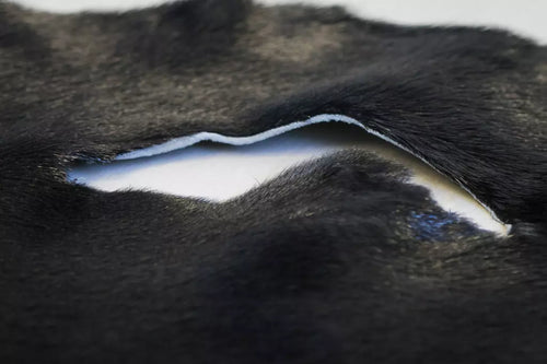 Loup-marin du Groenland teint Noir - Grade 4