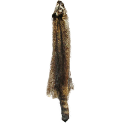 Raccoon - Small / 24-26in