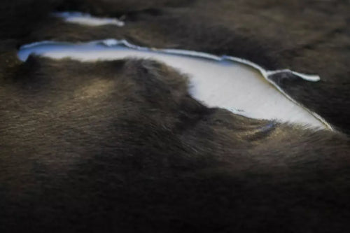 Loup-marin du Groenland teint Brésil - Grade I